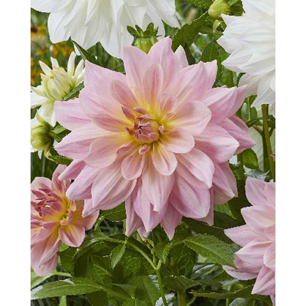 11020 Шоу-Бокс Георгина Фэервей Пайлот I 15 шт 