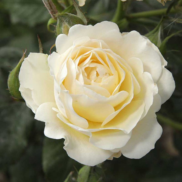 Роза шраб Транквилити (английская) Садовита