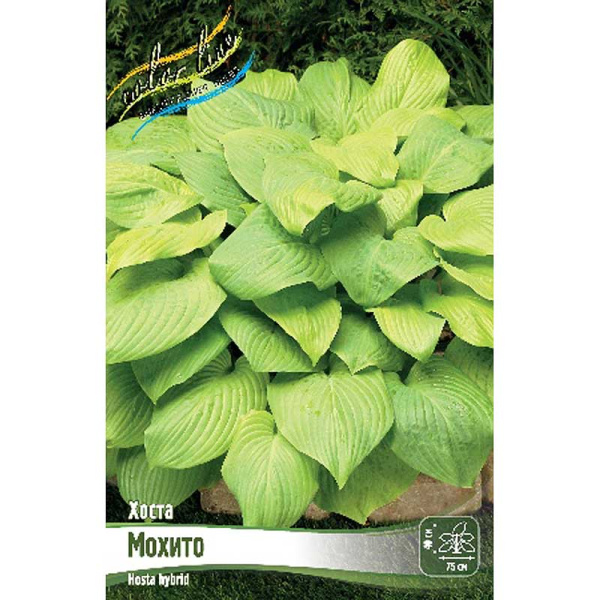 Хоста Мохито 1 n 1 шт 