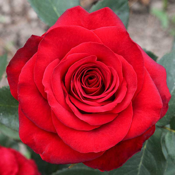 Роза чайно-гибридная Фридом Садовита