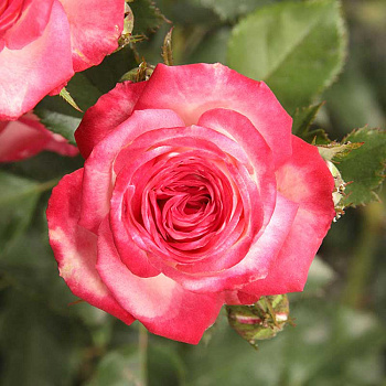 Роза спрей Сафина Садовита