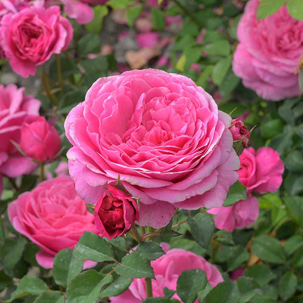 Роза Шраб Абдиэль Садовита