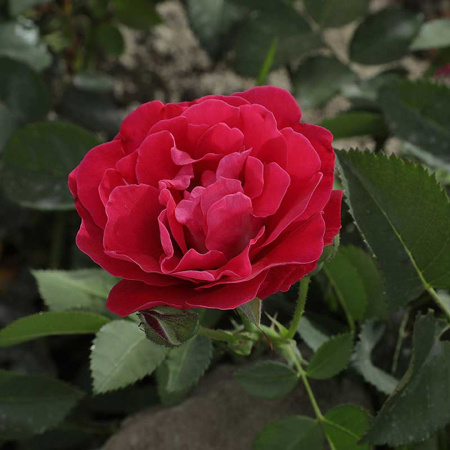 Роза канадская (плетистая) Фронтенак Садовита