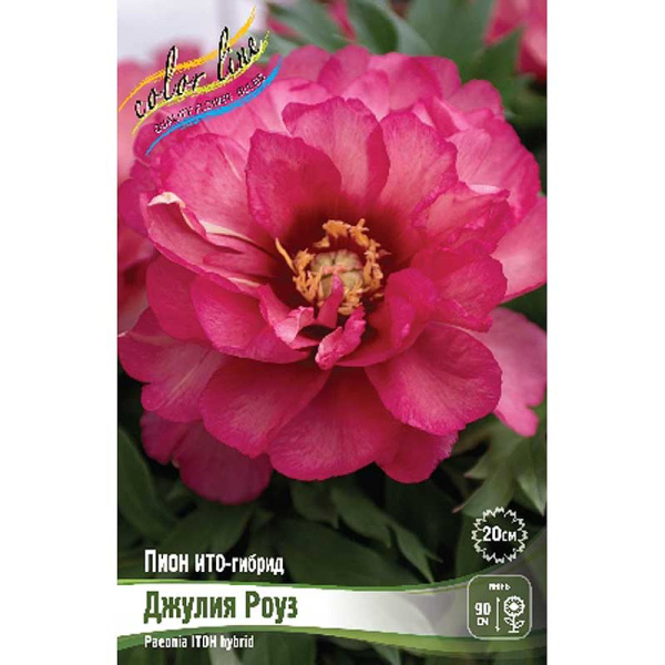 Пион Ито-Гибрид Джулия Роуз 2/3 n 5 шт Биг-Пак 9936