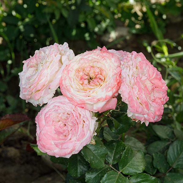 Роза Спрей Дольче Саммерхаус Садовита