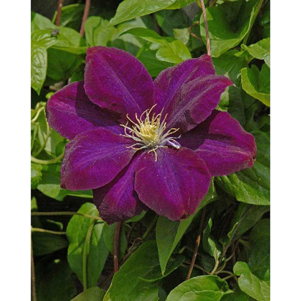 4418 Биг-Пак Клематис Монте Кассино I 25 шт 