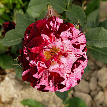 Роза флорибунда Нью Имэджин Садовита