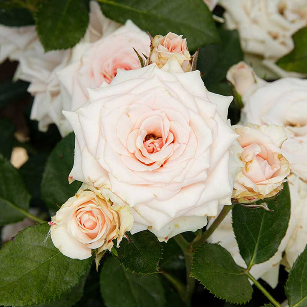 Роза Спрей Натали Садовита