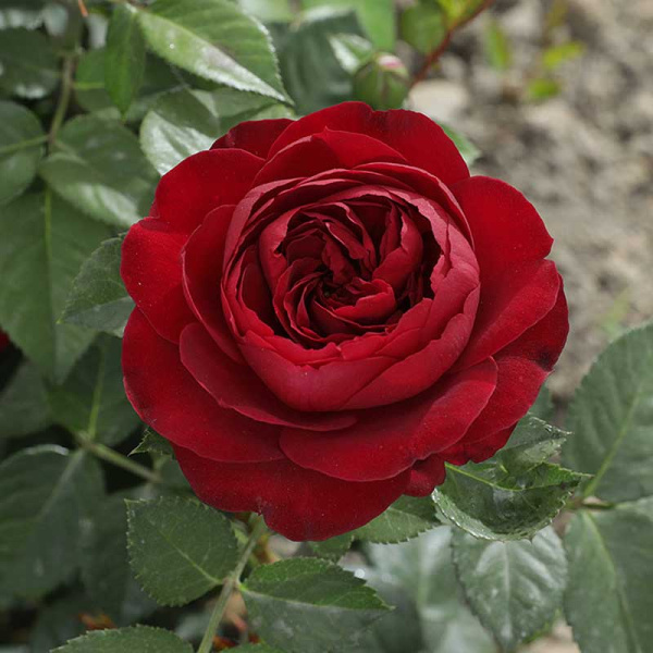 Роза спрей Эротик Рококо Садовита