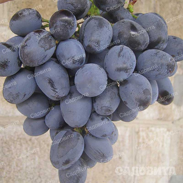 Виноград Хаджи Мурат среднеранний Садовита