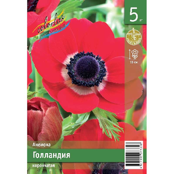 Анемона Голландия 5/6 5 Эконом шт