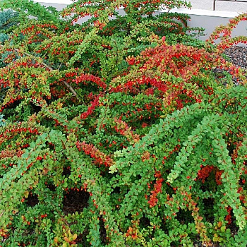 Барбарис Тунберга Грин Карпет P9