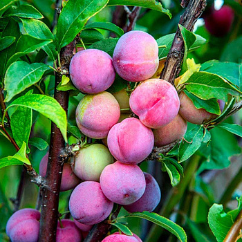 Слива Тимошка Садовита