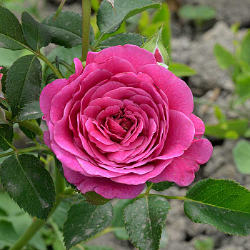 Роза Спрей Пинк Дайменшес Садовита