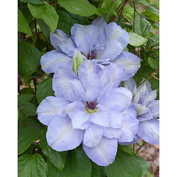 721 Биг-Пак Клематис Блю Котильон I 25 шт 