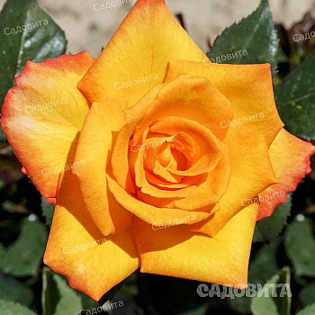 Роза чайно-гибридная Голден Моника Садовита