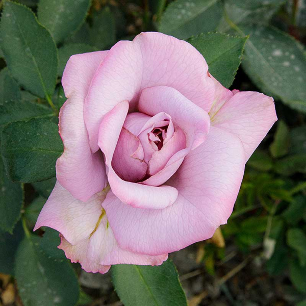 Роза плетистая Индиголетта Садовита