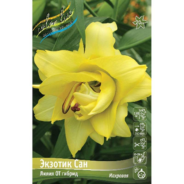 Биг-Пак Лилия Экзотик Сан 18/20 25 шт
