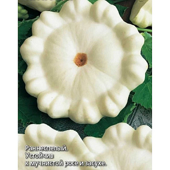 Патиссон Пятачок НК