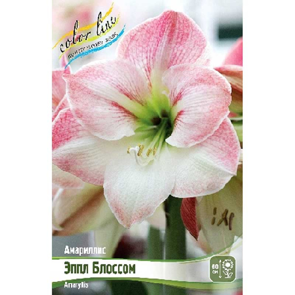 Амариллис Эппл Блоссом 22/24 1 шт 