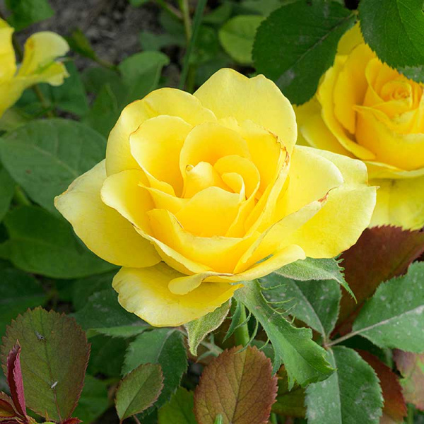 Роза Чайно-гибридная Соуза Садовита