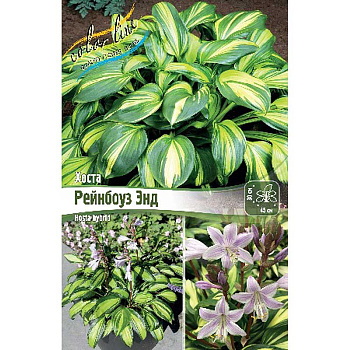 Хоста Рейнбоуз Энд 1 n 25 шт Биг-пак 5963