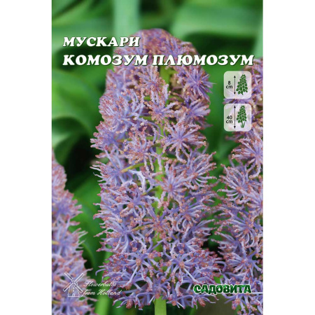 Мускари Комозум Плюмозум 7/8 8 шт Садовита 