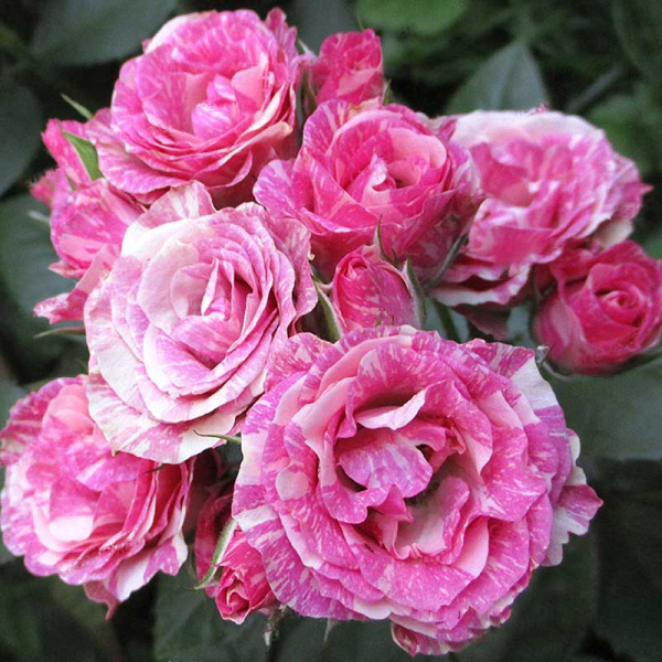 Роза спрей Пинк Флэш Садовита