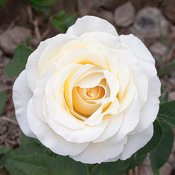 Роза флорибунда Айсберг Садовита