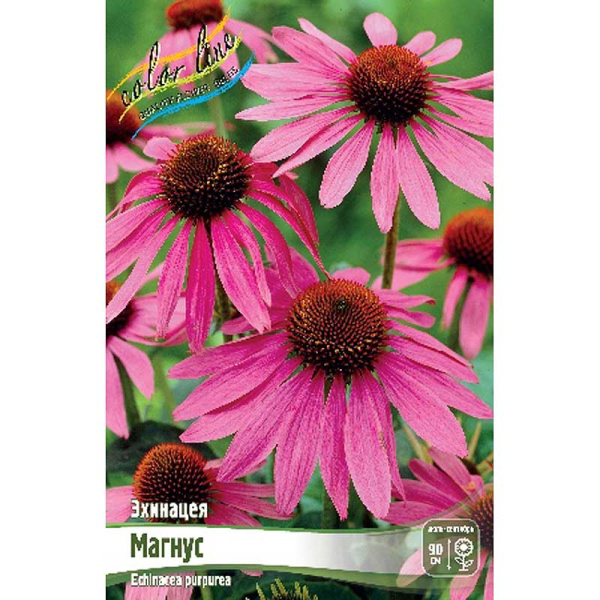 8183 Биг-Пак Эхинацея Магнус I 25 шт