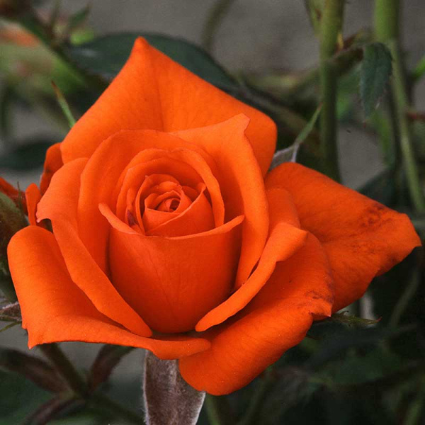 Роза спрей Оранж Бейби Садовита