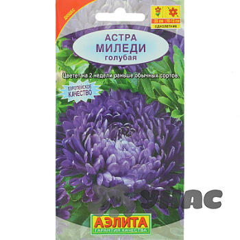 Астра Миледи голубая Аэлита Ц 
