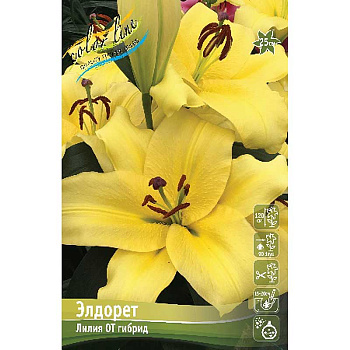Лилия Элдорет 16/18 3 шт 