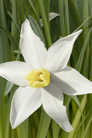 Sum9423 Шоу-Бокс Нарцисс Тото 10/+ 40 шт Садовита