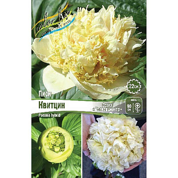 Пион Квитцин 2/3 n 1 шт 