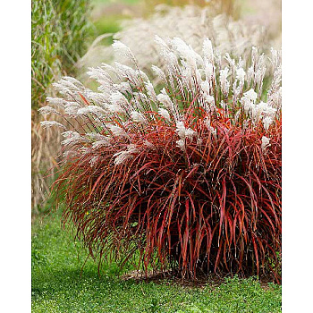 Мискантус Леди Ин Ред 2/3 1 шт
