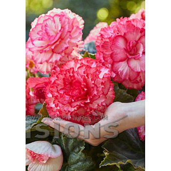 Бегония Пикоти Лейс Белая-Розовая 4/+ 2 шт