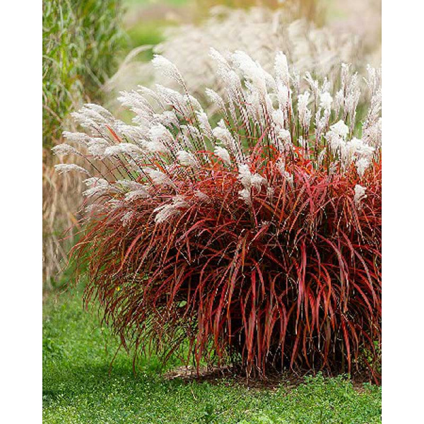 Мискантус Леди Ин Ред 2/3 1 шт