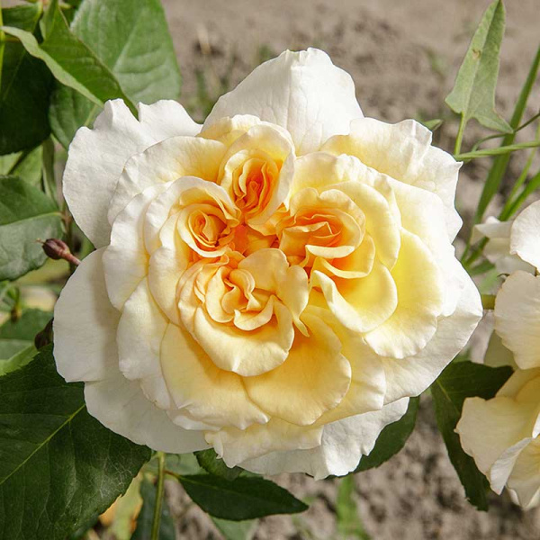 Роза чайно-гибридная Комтесса Садовита