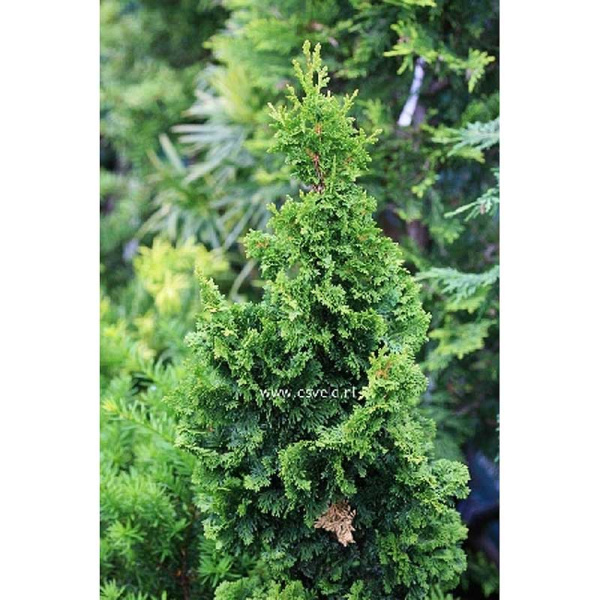 Туя Западная Спиралис P9 15-20