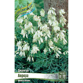 8409 Биг-пак Дицентра Аврора I 25 шт