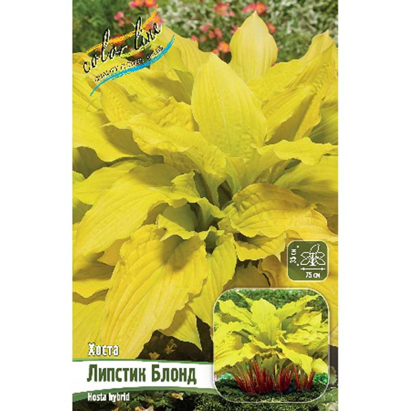 Хоста Липстик Блонд 1 n 1 шт 