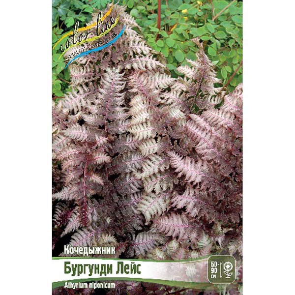 Кочедыжник Бургунди Лейс I 1 шт