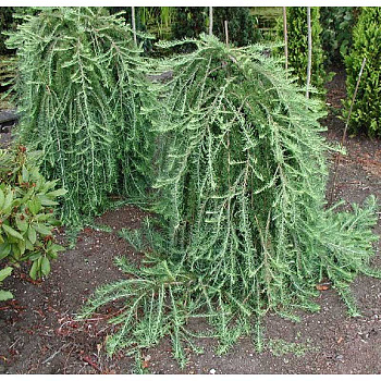 Лиственница Кемпфера Стиф Уипер BR 120cm