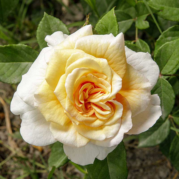 Роза чайно-гибридная Комтесса Садовита