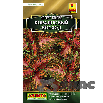 Колеус Коралловый восход блюме Аэлита Ц 