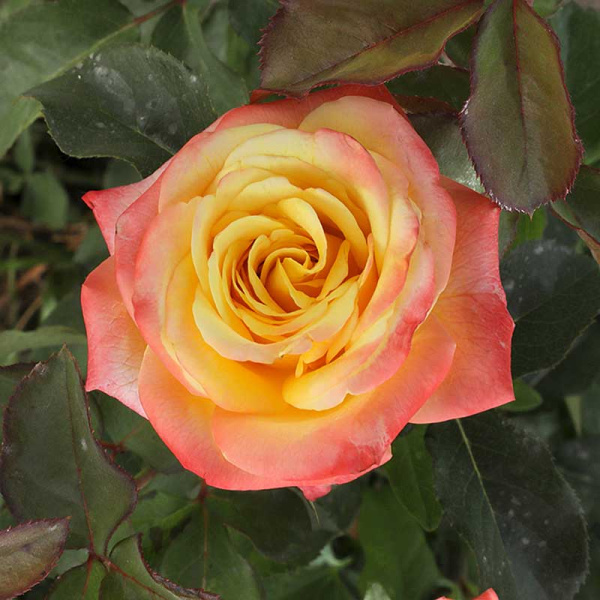 Роза Чайно-гибридная Фарфала Садовита