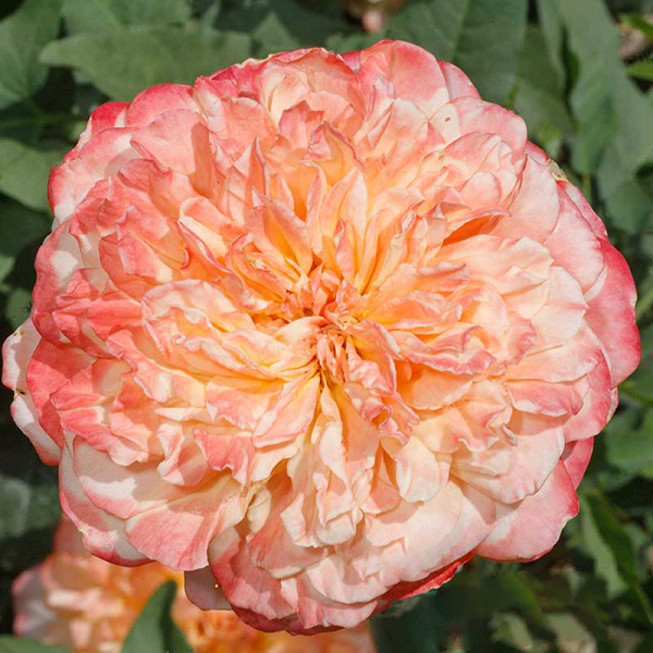 Роза шраб Эдит (английская) Садовита