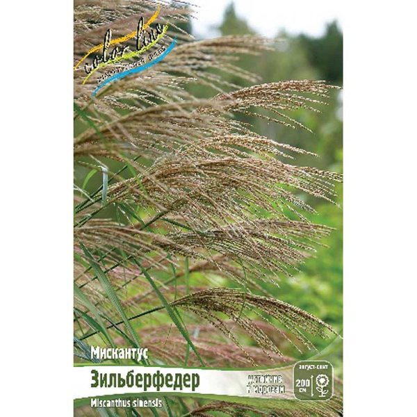 Мискантус Зильберфедер 2/3 25 шт Биг-Пак 16257
