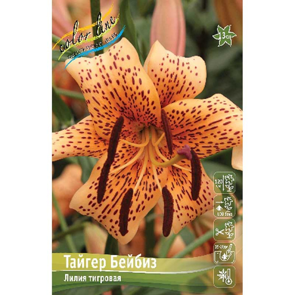 10572 Биг-пак Лилия Тайгер Бейбиз 12/14 25 шт 
